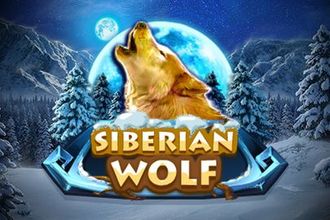 Siberian Wolf