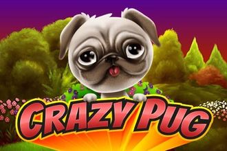Crazy Pug